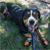 Truelove Pet Shoes